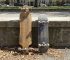 A longboard and a skateboard leaning against the same wall side by side — size and shape comparison in a real-world setting